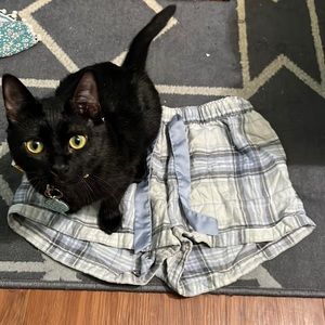 Cat approved! Super comfy Hollister Pj shorts